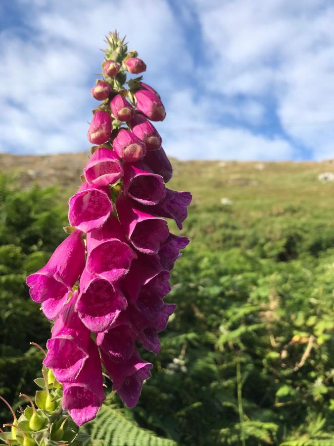 Seafield House Bed & Breakfast 3*